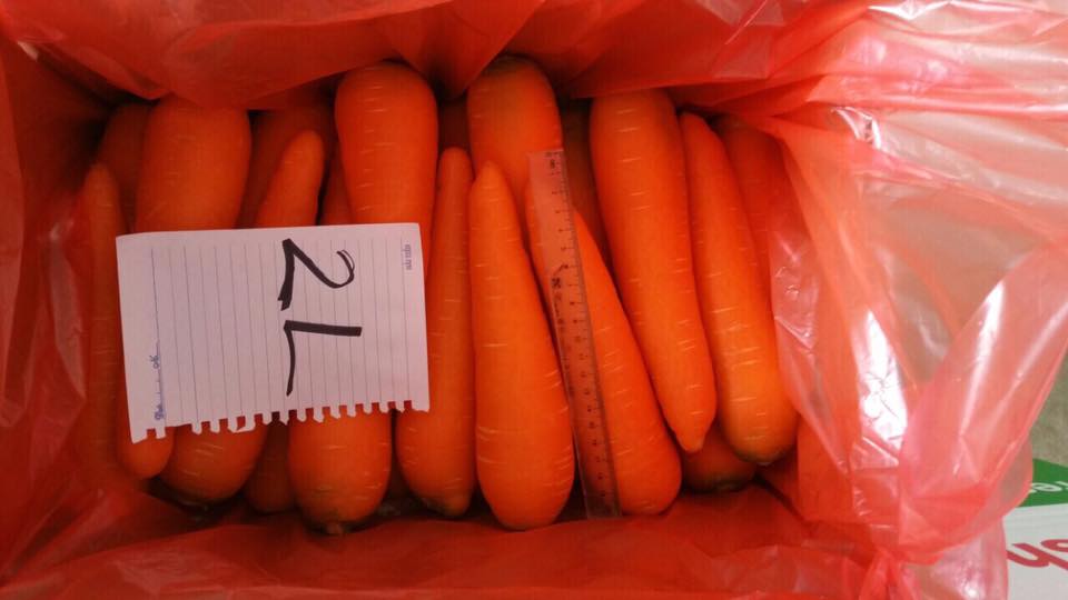 Size 2L Fresh carrot in Vietnam