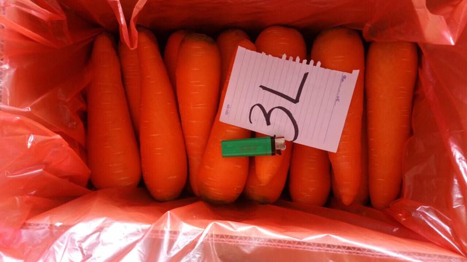 Size 3L Fresh carrot in Vietnam