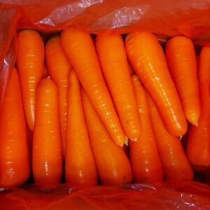 Carrot exporting quality